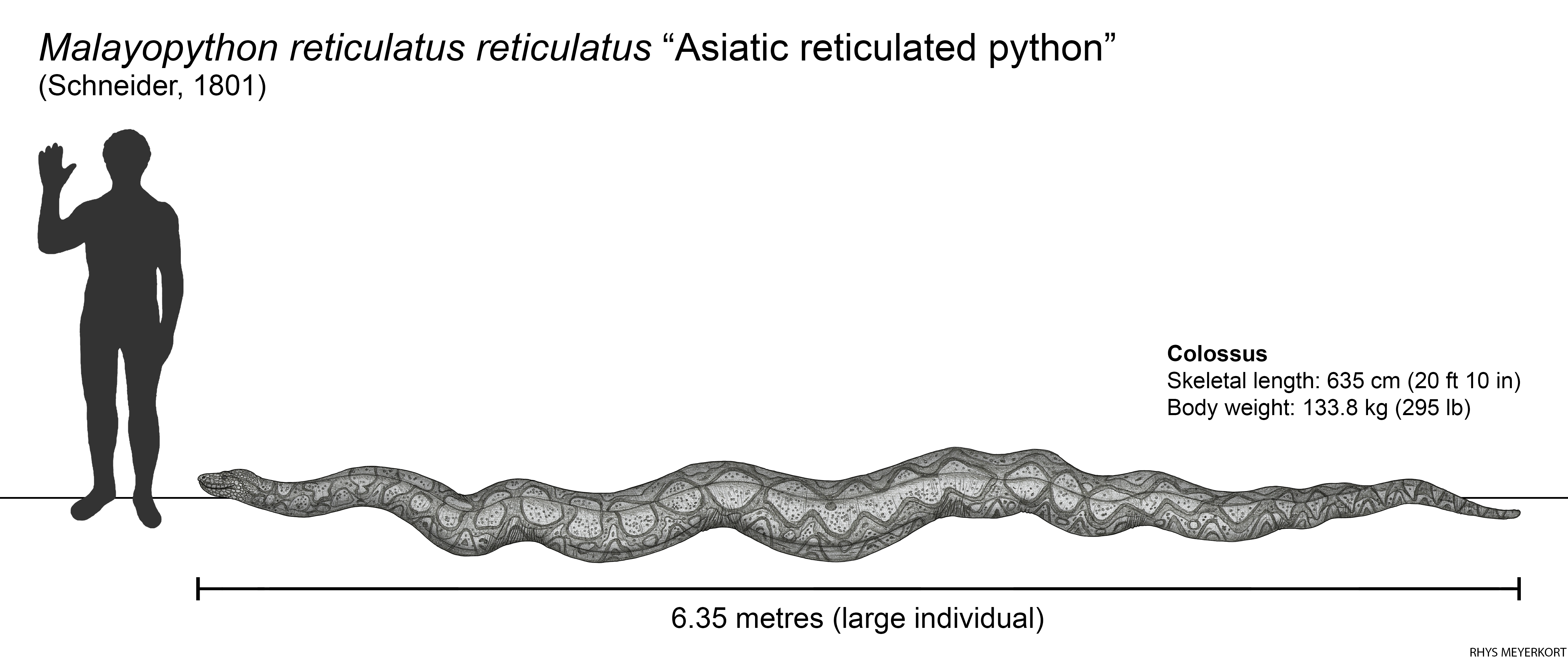 Reticulated Python Size Reticulated Python
