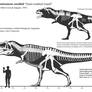 Giganotosaurus carolinii skeletal reconstruction
