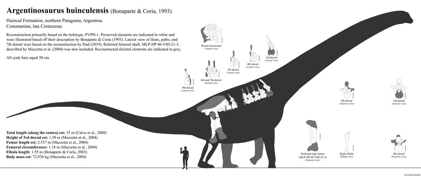 Argentinosaurus Huinculensis Skeletal Diagram By Paleonerd01 On DeviantArt argentinosaurus-huinculensis-skeletal-diagram-by-paleonerd01-on-deviantart