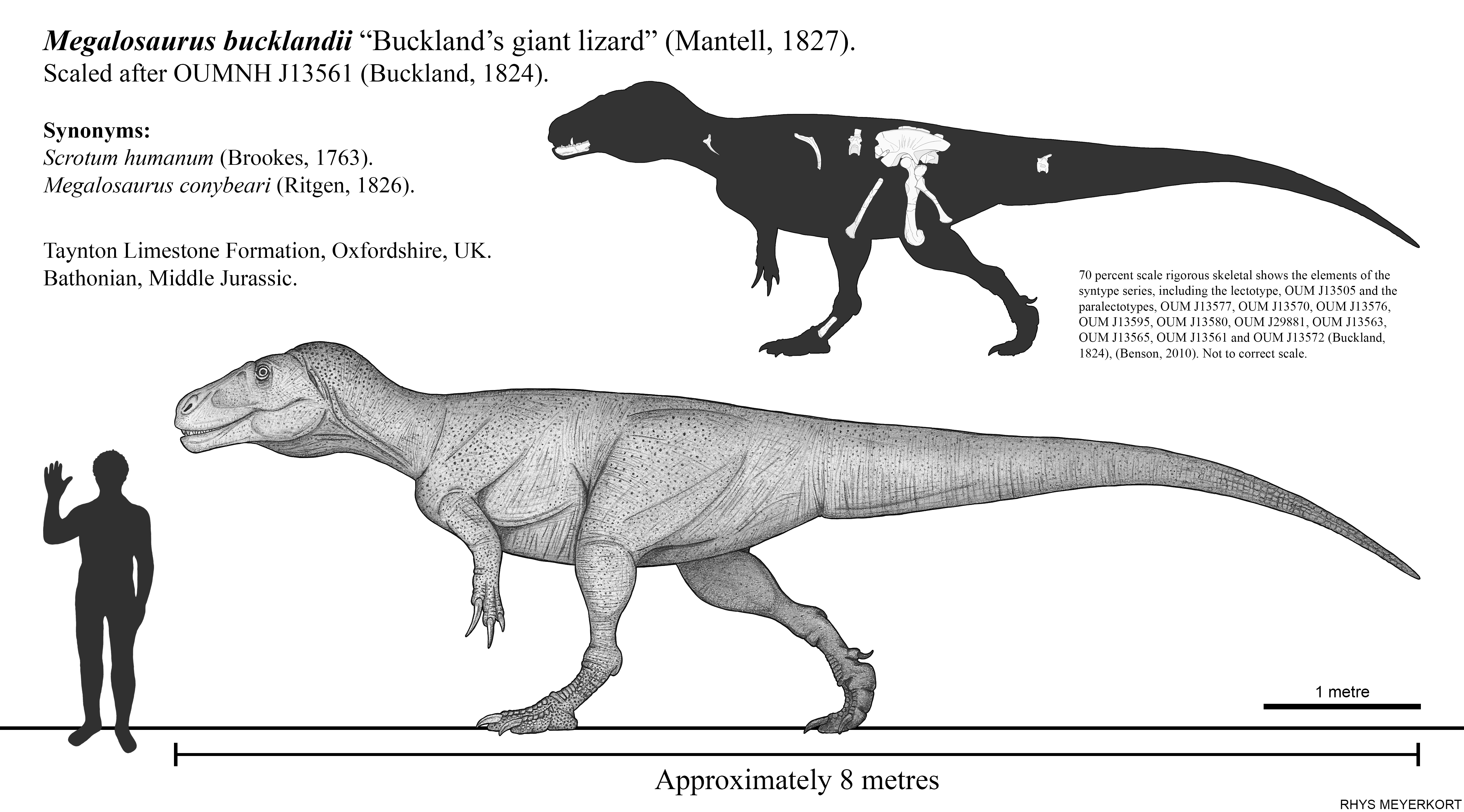 Buckland Body Part Buckland's Giant Lizard: Megalosaurus bucklandii by Paleonerd01 on ...