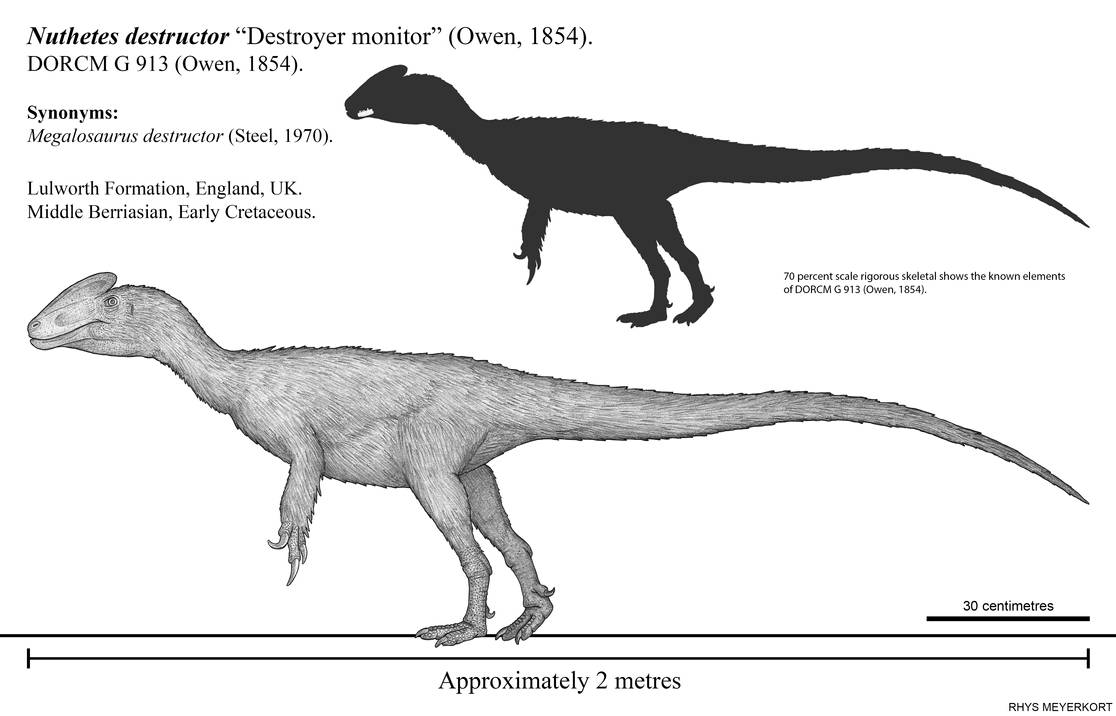 The First Tyrannosauroid: Nuthetes destructor by Paleonerd01 on DeviantArt