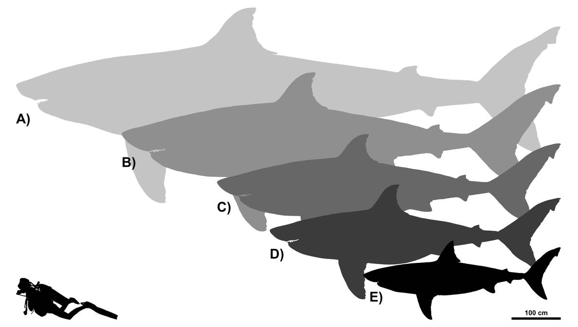 pic 37 Foot Great White maximum size of the white shark by