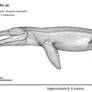 Western Australian Pliosaurid