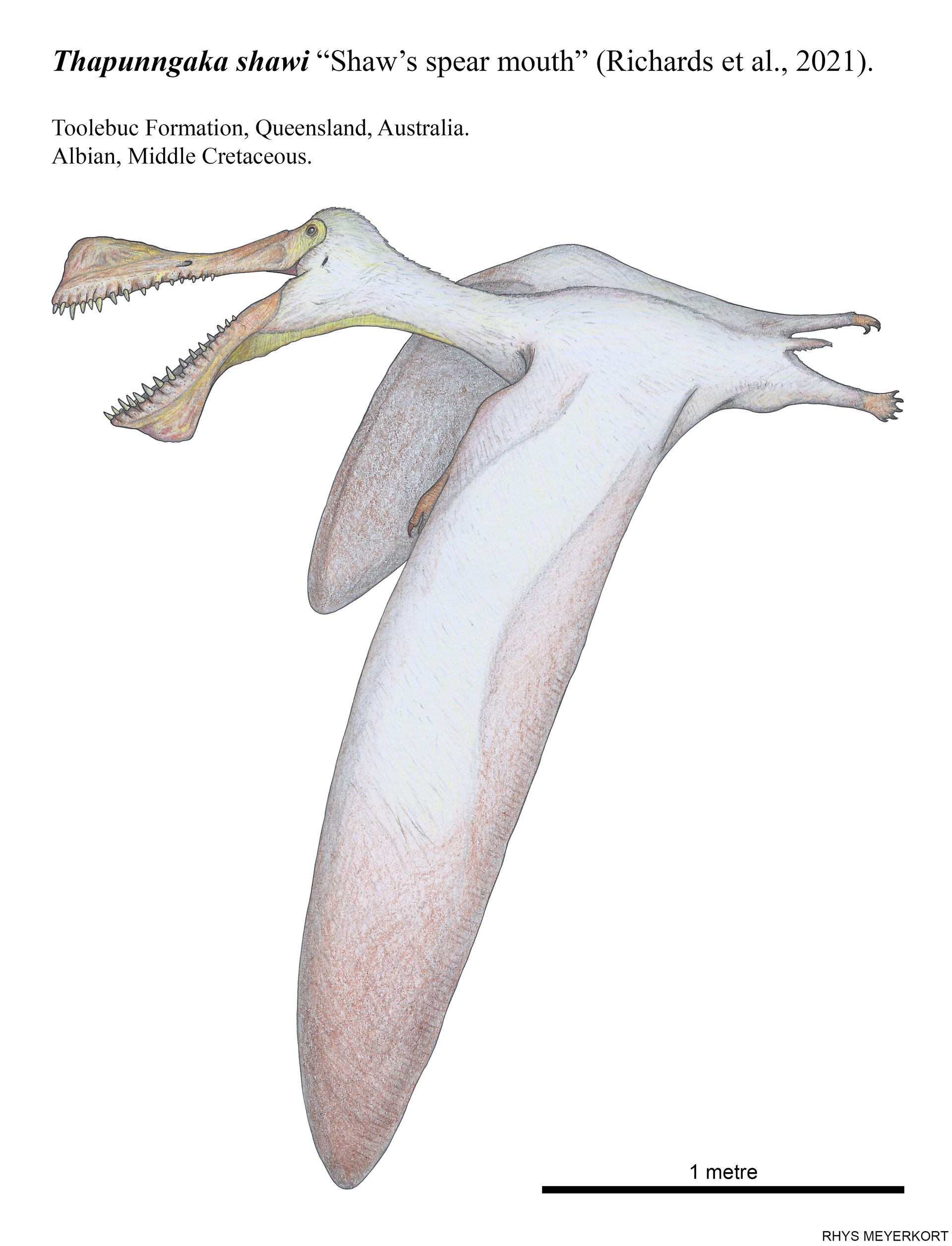 7-meter-wide spear-mouth pterosaur was Australia's largest