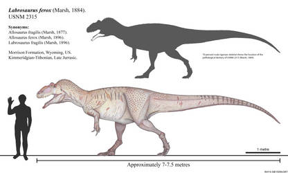 Labrosaurus ferox: broken jaw Allosaurus by Paleonerd01