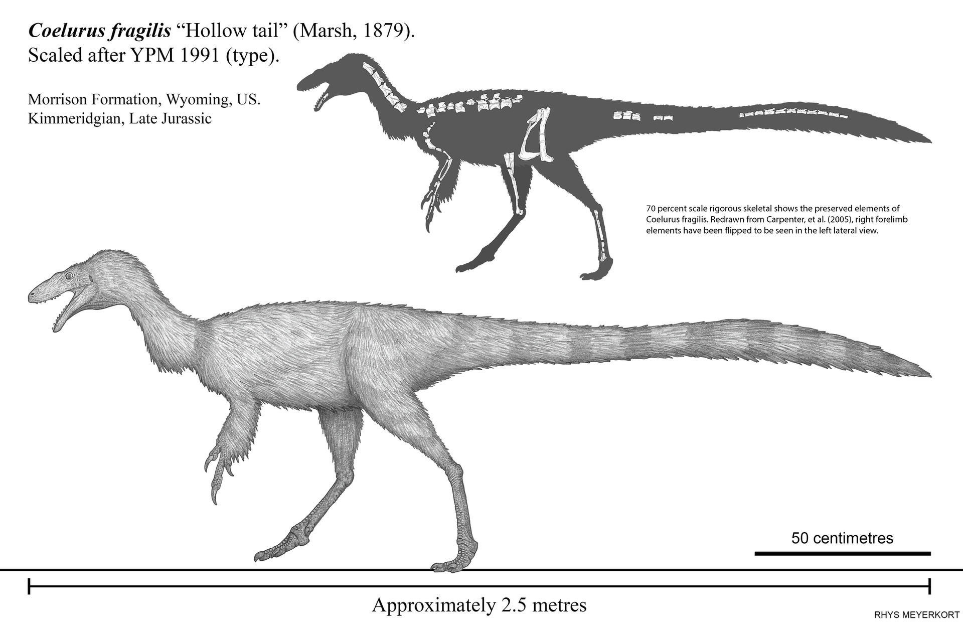 Coelurus Deviantart Coelurus fragilis: Basal Tyrannosauroid? by Paleonerd01 on DeviantArt