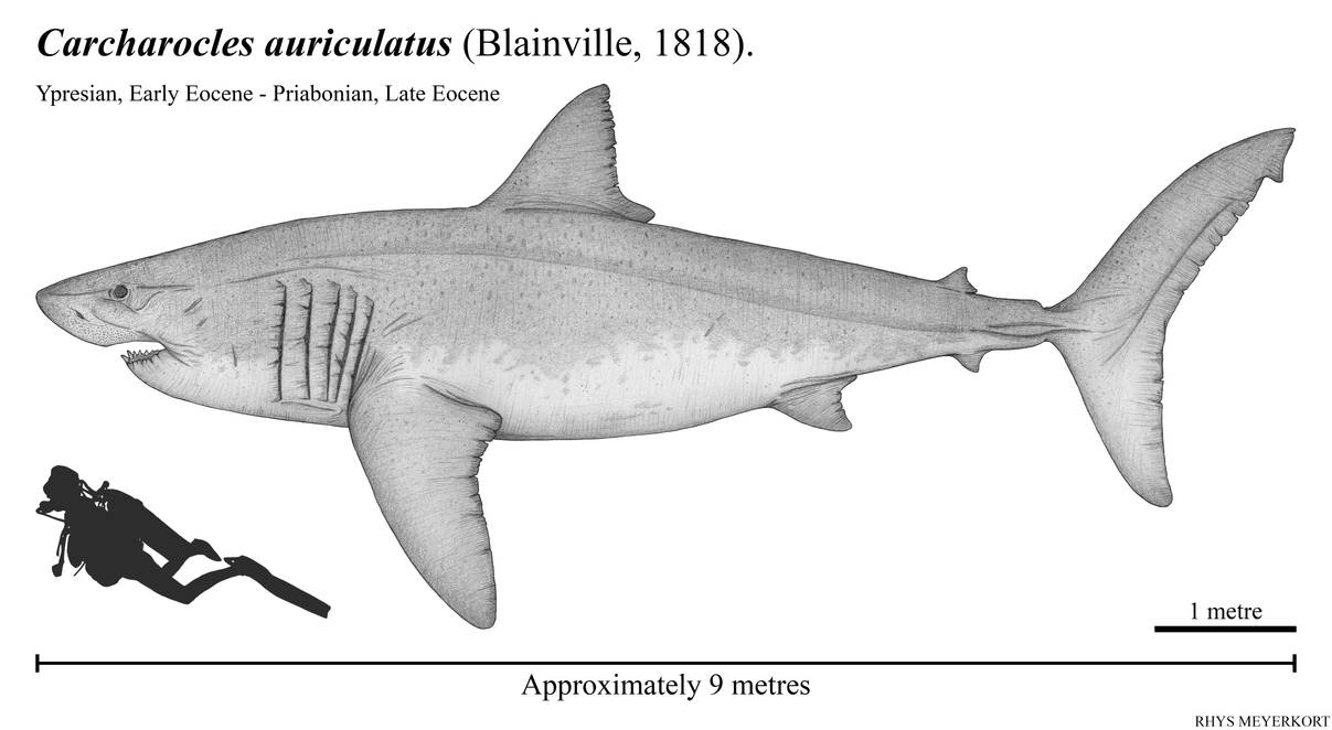 Carcharocles auriculatus by Paleonerd01 on DeviantArt