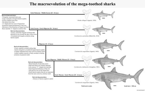 The macroevolution of the mega-toothed sharks