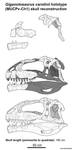 Giganotosaurus carolinii skull reconstruction 2022 by Paleonerd01