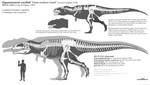 Giganotosaurus skeletal restoration 2022 by Paleonerd01