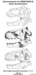 RSM P2523.8 (Scotty) T. rex skull reconstruction by Paleonerd01