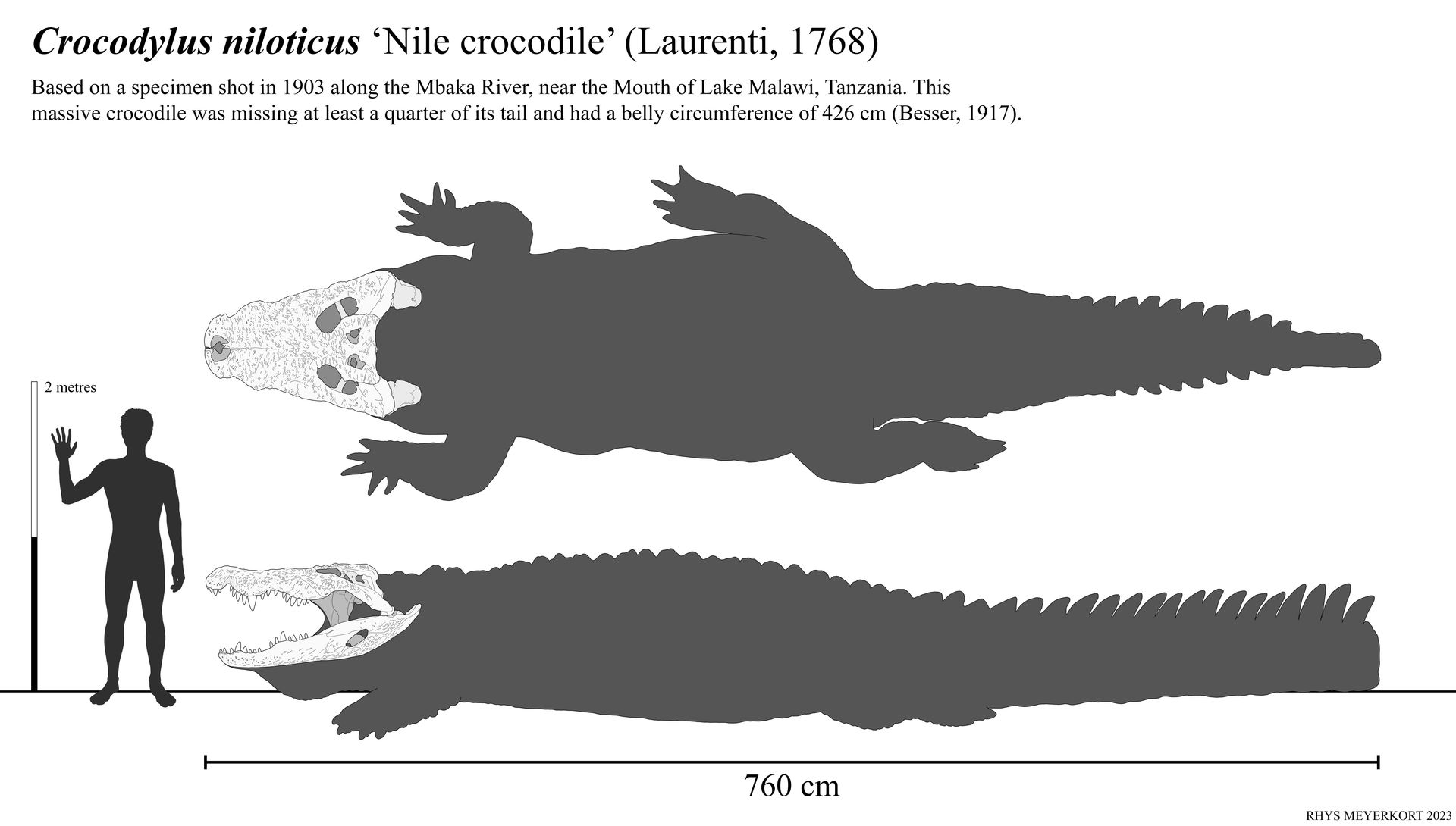 Giant Nile Crocodile Of Mbaka River By Paleonerd01 On DeviantArt giant-nile-crocodile-of-mbaka-river-by-paleonerd01-on-deviantart
