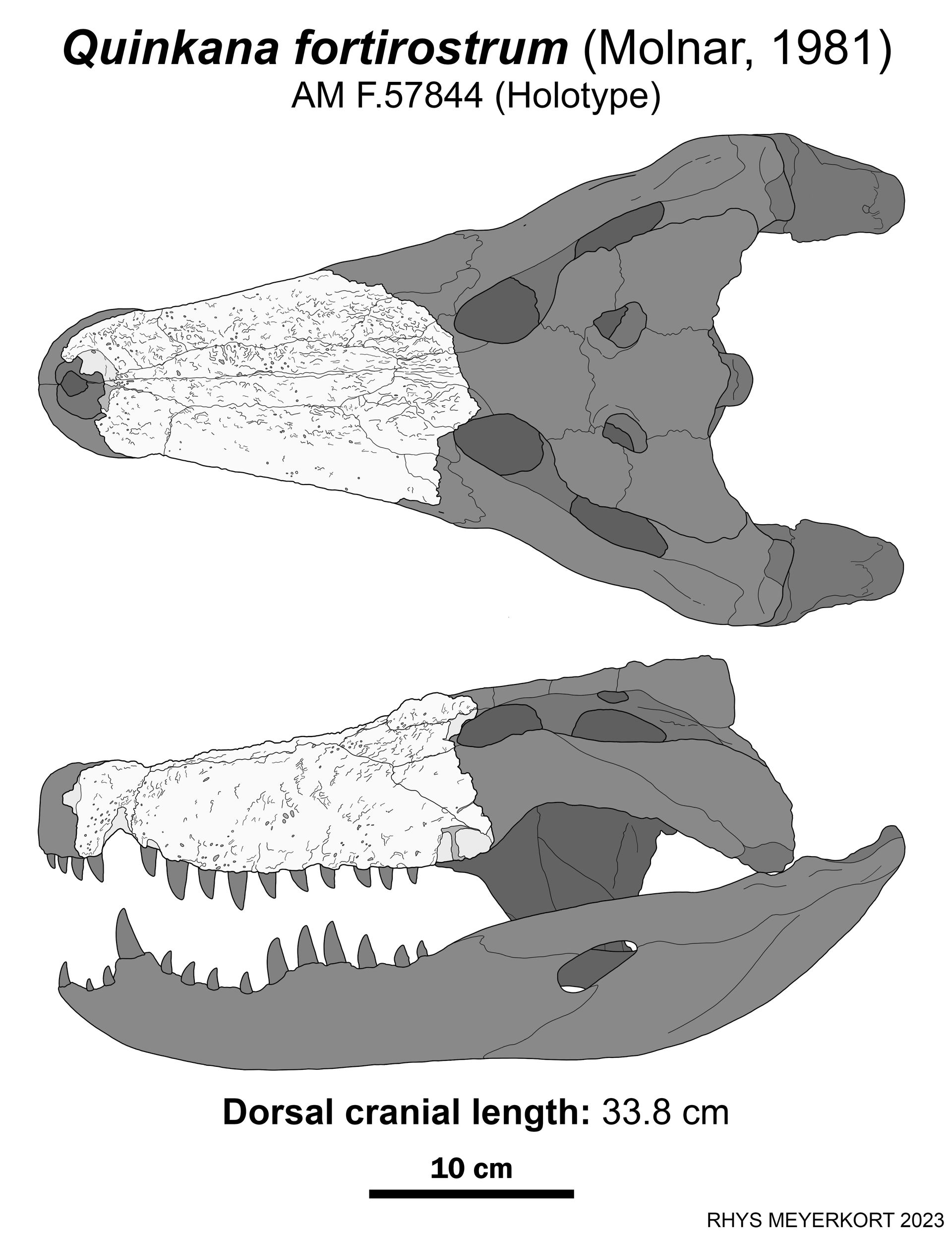 Quinkana Fortirostrum Skull Reconstruction By Paleonerd01 On DeviantArt quinkana-fortirostrum-skull-reconstruction-by-paleonerd01-on-deviantart