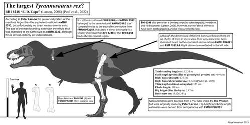 The largest T. rex: BHI 6248 'E. D. Cope'