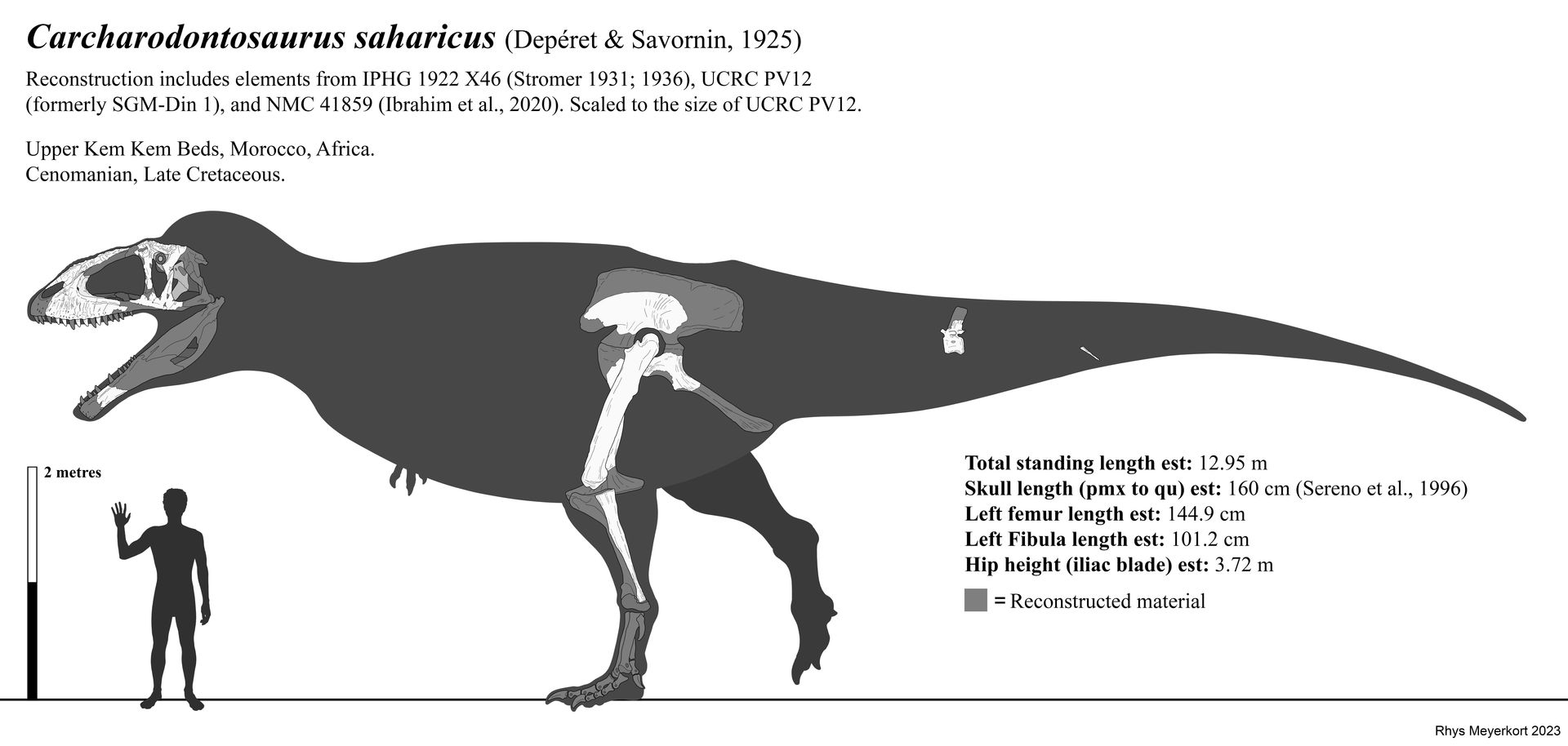 Carcharodontosaurus Skeletal Reconstruction by Paleonerd01 on DeviantArt