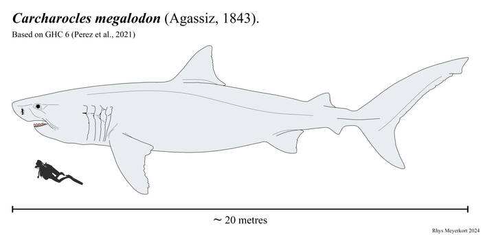 Carcharocles megalodon, new 2024 reconstruction