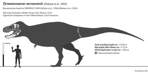 Tyrannosaurus mcraensis skeletal reconstruction