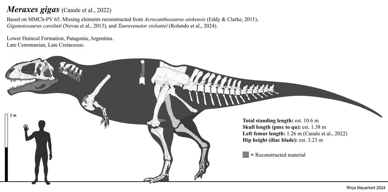 Meraxes gigas skeletal reconstruction (UPDATE) by Paleonerd01 on DeviantArt