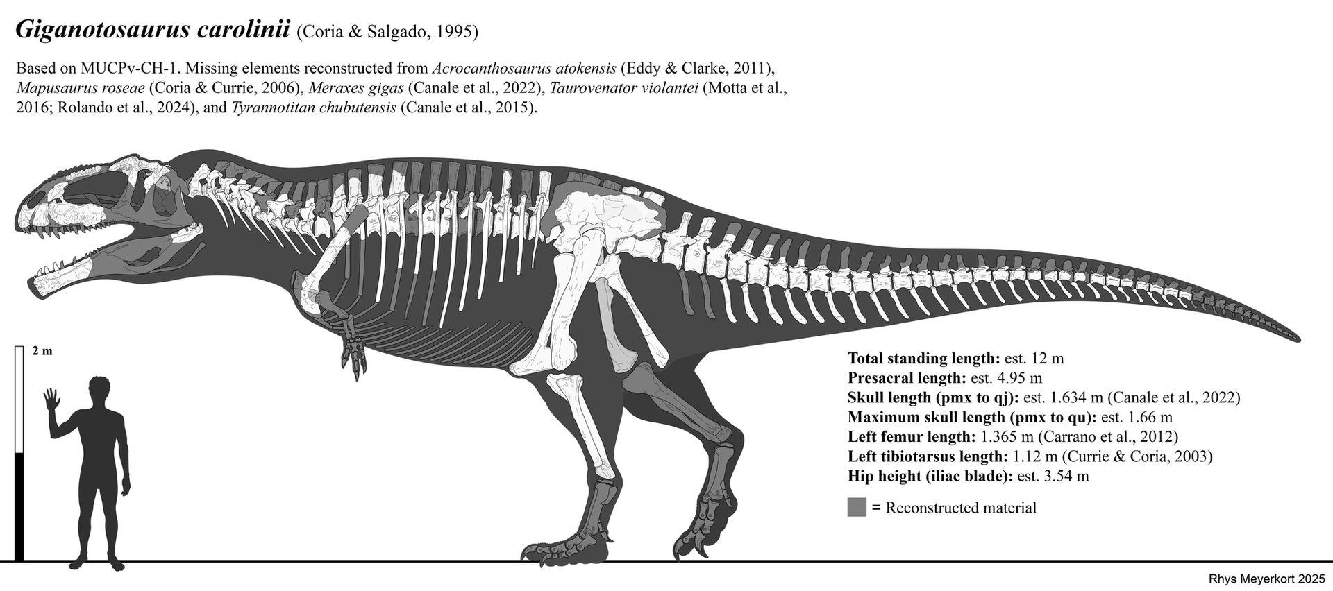 Giganotosaurus Skeletal Reconstruction 2025 By Paleonerd01 On DeviantArt giganotosaurus-skeletal-reconstruction-2025-by-paleonerd01-on-deviantart