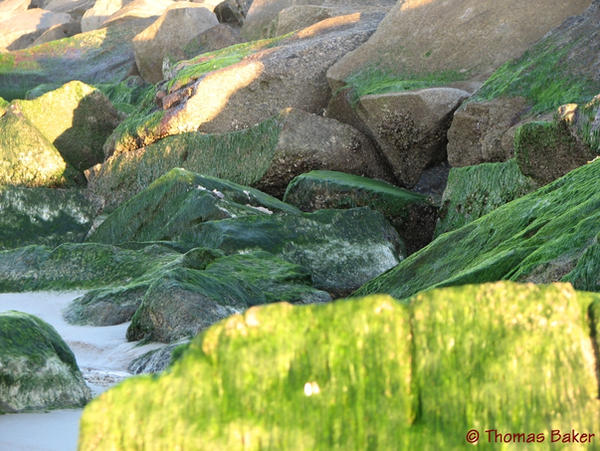 Shagnasty Rocks Shaggy Rocks by tombhsd on DeviantArt
