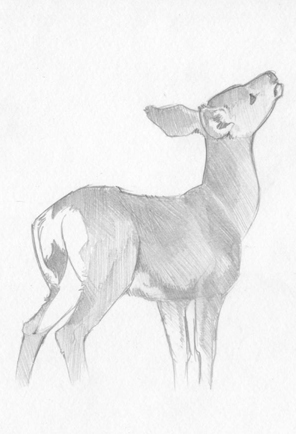 Deer Sketch