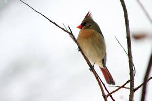 Female Red Cardinal