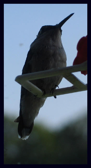 Siloette Of A Humming Bird By Ambermac148 On DeviantArt siloette-of-a-humming-bird-by-ambermac148-on-deviantart