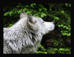 Wolf on the scent by ambermac148