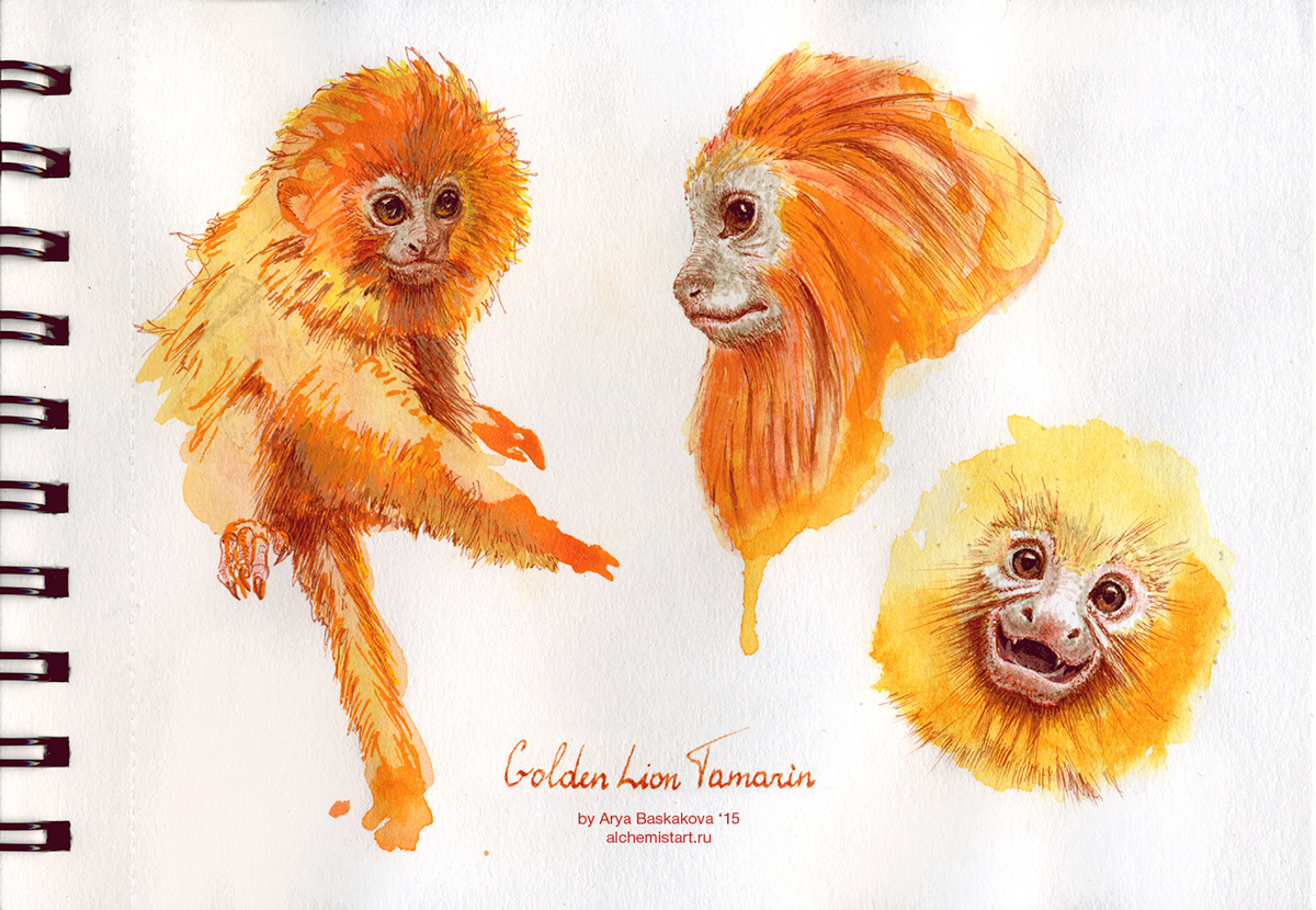 Golden Lion Tamarin