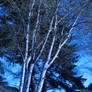 Blue Winter, My Heart