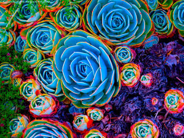 Candyland Cactus Garden
