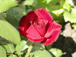Rose by Nagare-Hoshi