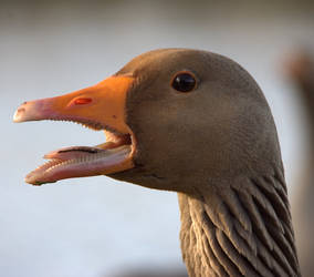 Evil Goose