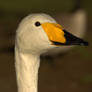 Whooper swan portrait