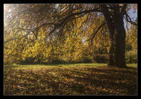 Autumn in the park 4