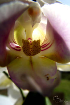 Orchid