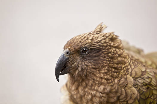 New Zealand Kea