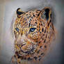 Leopard drawing