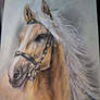 Horse adoptable
