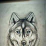 Wolf 1 (Adoptable)