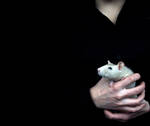 rat by gejju