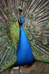 Peacock