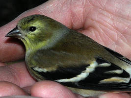 Bird In the Hand