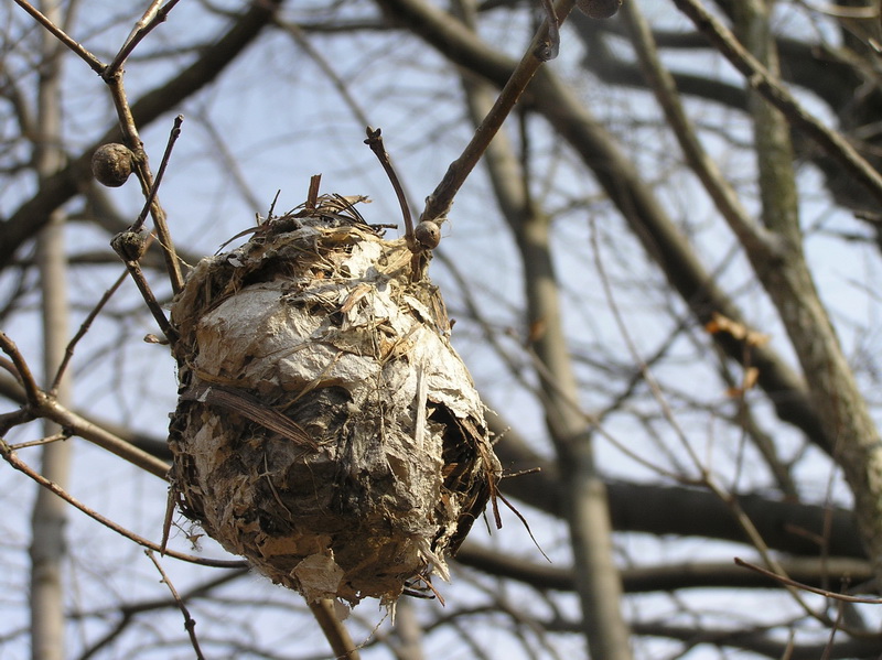 Birds Nest