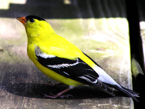 Stunned Gold Finch