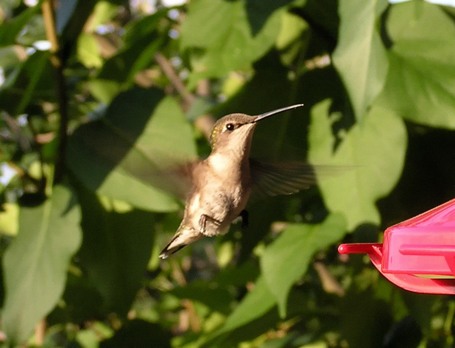 Humming Birdie