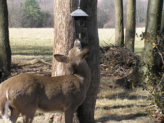 Fed Up Fawn