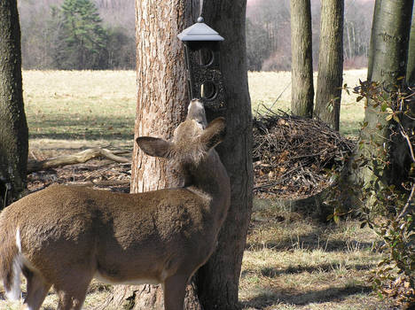 Fed Up Fawn