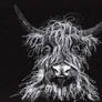 Bull