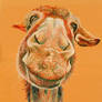 Cheerful Donkey